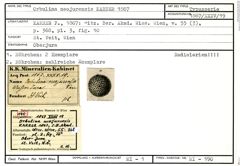 Karteikarte zum Syntyp von Orbulina neojurensis Karrer, 1867